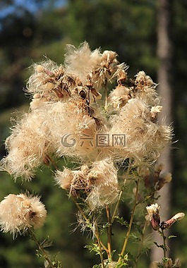 種子,開花,廠