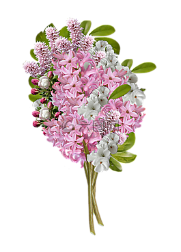 鮮花,花束,束鮮花