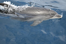 海豚,水,海