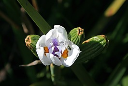 野生鳶尾花,花,盛開