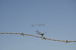 liberola,電線,昆蟲