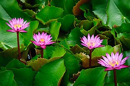蓮花,粉紅色,秋天的落葉