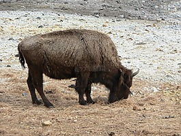 野牛,動(dòng)物園,牛