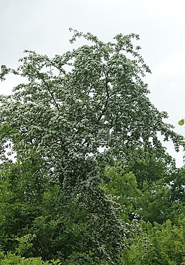 樹,性質(zhì),景觀