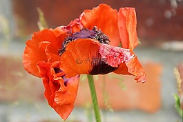 klatschmohn,罌粟,開花
