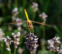 蜻蜓,性質(zhì),bug