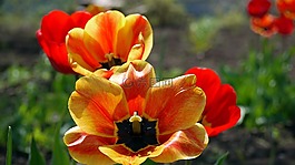 花卉,性質(zhì),花園