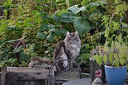 挪威森林猫,性质,花园