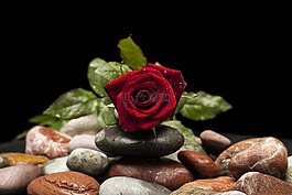 玫瑰,紅色,花卉