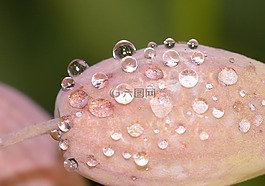 性質(zhì),花,滴