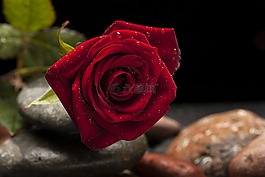 玫瑰,紅色,花卉