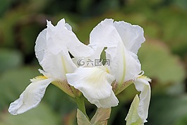 百合花,白,鮮花