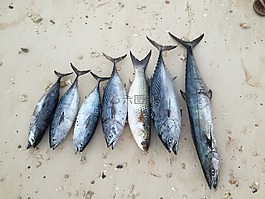 魚,海洋,海