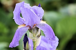 百合,紫,開(kāi)花
