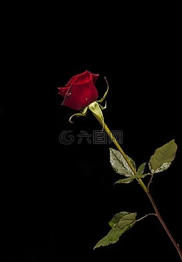 玫瑰,紅色,花卉