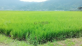稻田,糧食,大自然