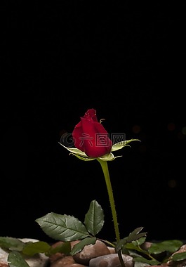 玫瑰,紅色,花卉