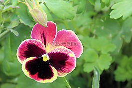 潘茜,開花,花