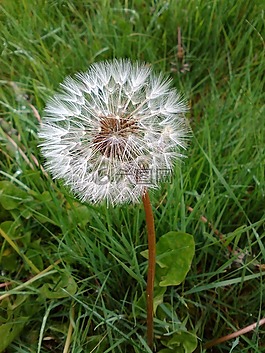 蒲公英,花,草