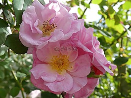 玫瑰,野生玫瑰,開花