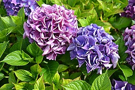 八仙花,紫,綠色