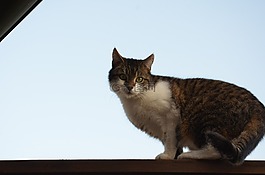 猫,迈兹,宠物