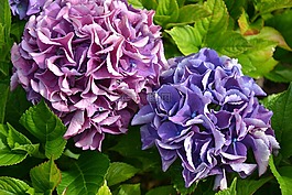 八仙花,紫,綠色