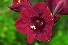 性質(zhì),鮮花,花卉
