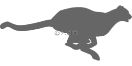 獵豹,動物,快