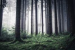 森林,早上,性質