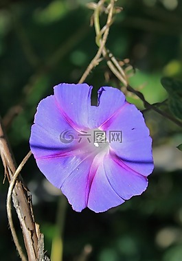 紫色牵牛花花,花,小号