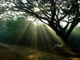 廷德爾,自然,陽光