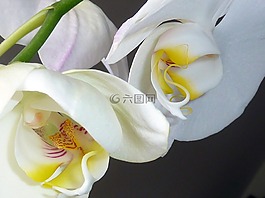 蘭花,鮮花,男孩草藥