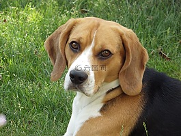 狗,高清壁紙,比格犬