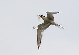 北極燕鷗,澤福格爾,鳥