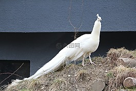孔雀,動(dòng)物,動(dòng)物園
