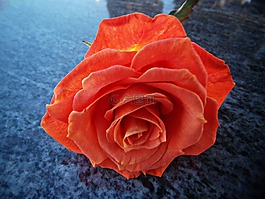 罗莎,粉红色橙色,花瓣