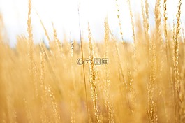 草,农业,植物