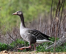 鵝,鳥,野鵝