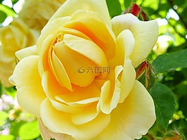 花,性質(zhì),玫瑰