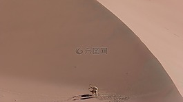 vicu?a,vicunia,動(dòng)物
