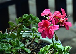 天竺葵,園林植物,開(kāi)花