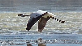 火烈鳥(niǎo),altiplanic,環(huán)礁湖