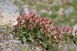山花儿,高山植物区系,植物群