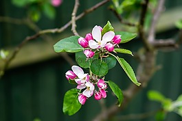 蘋果,開花,花園
