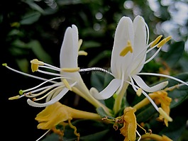 鮮花,金銀花,白色和黃色