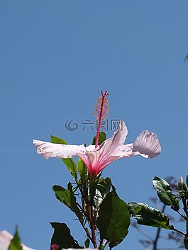 芙蓉,開(kāi)花,雌蕊