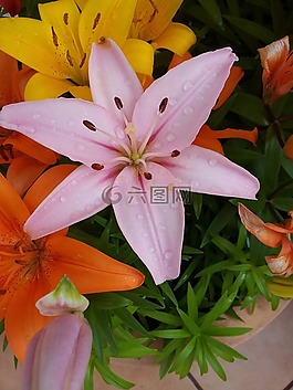 花,百合,粉紅色