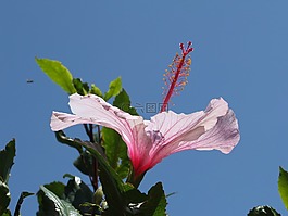 芙蓉,開花,雌蕊