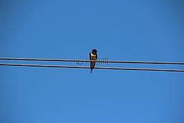 鳥,schwalbe,天空